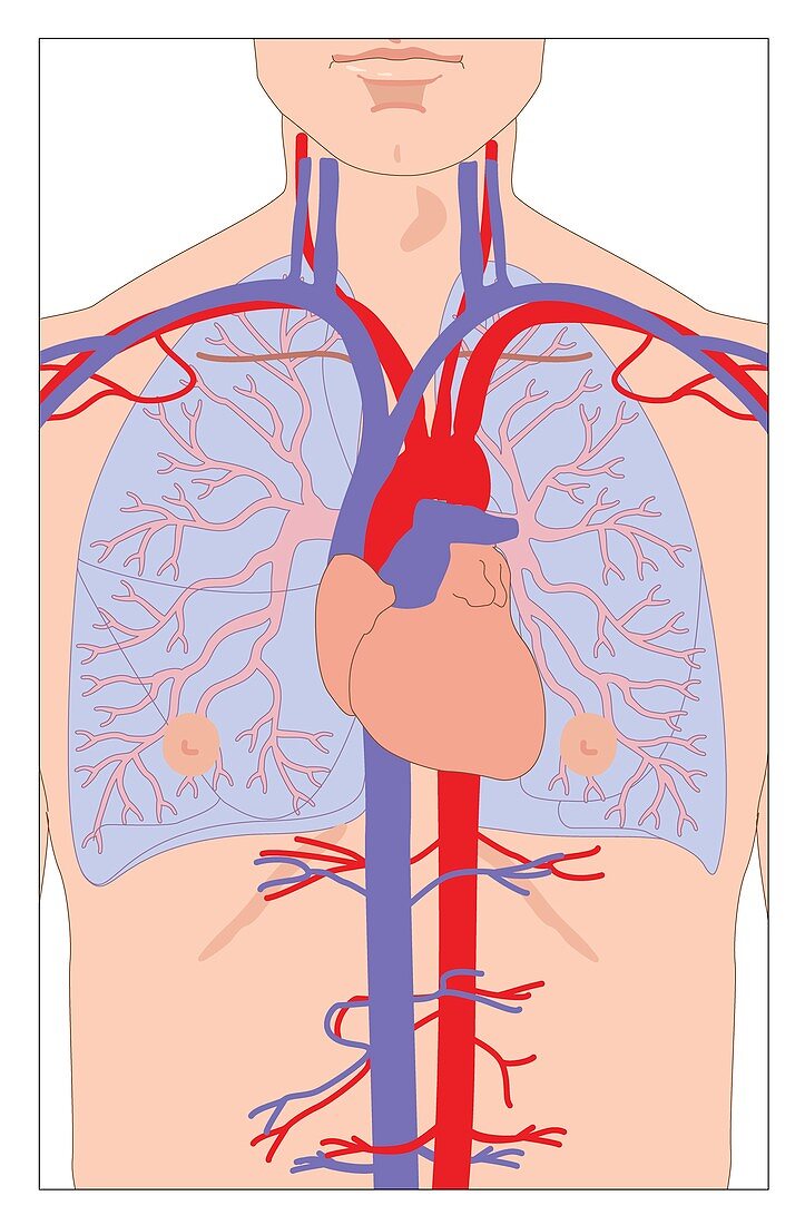 Heart and lungs,artwork