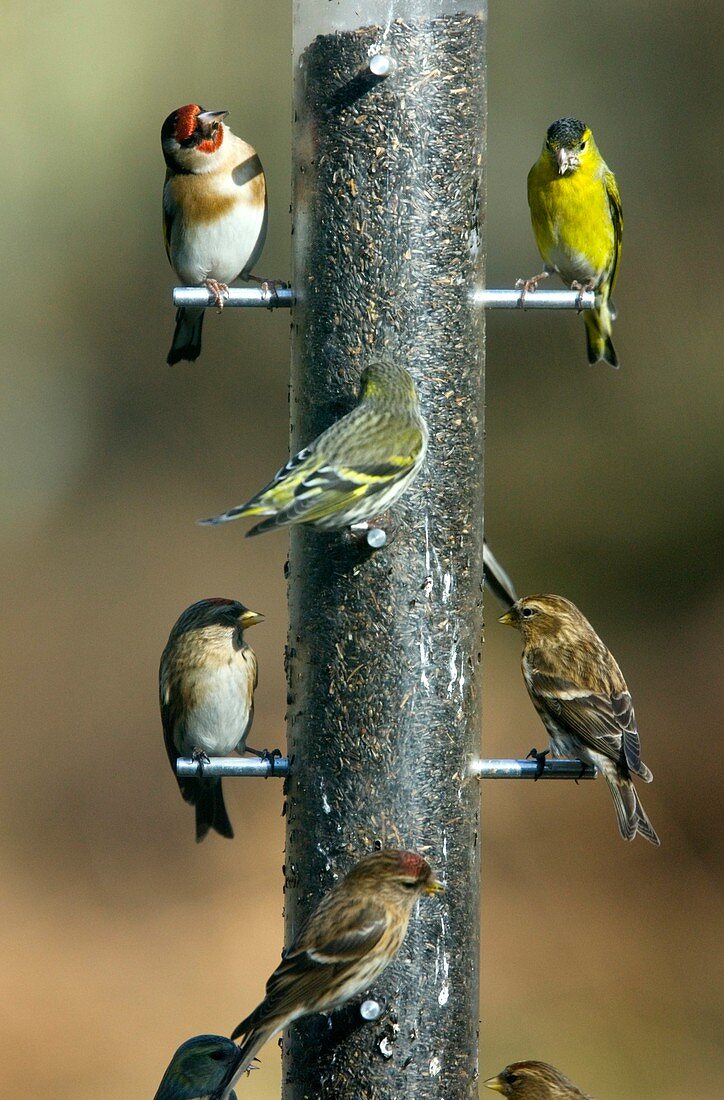 Birds at bird feeder