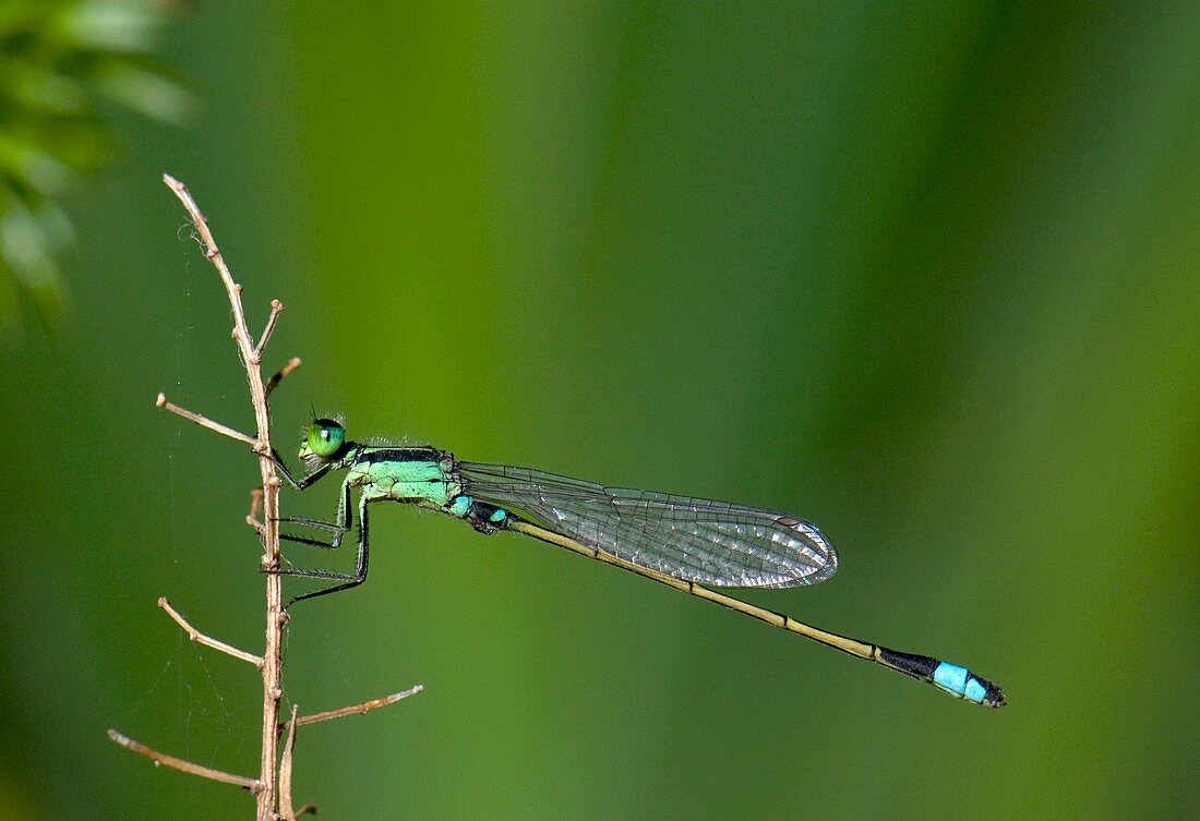 Common bluetail damselfly