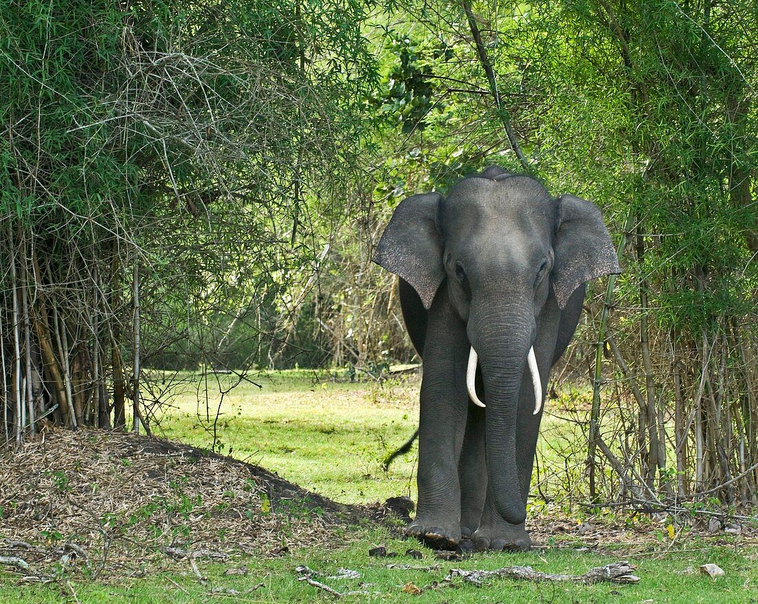 Asian elephant amongst trees