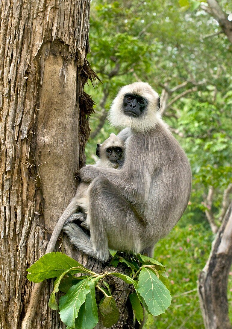 Hanuman langur monkeys
