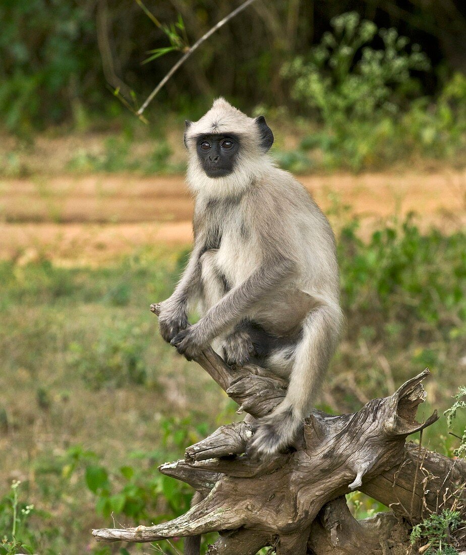 Hanuman langur monkey