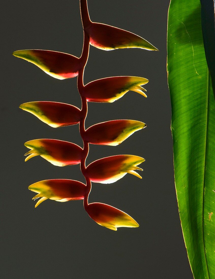 Heliconia rostrata flowers