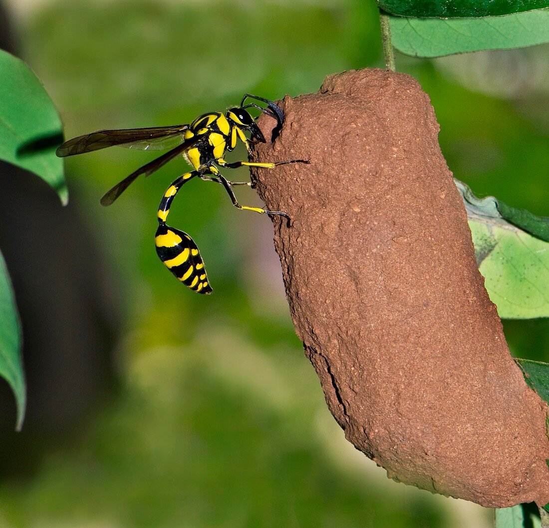 Potter wasp with its nest