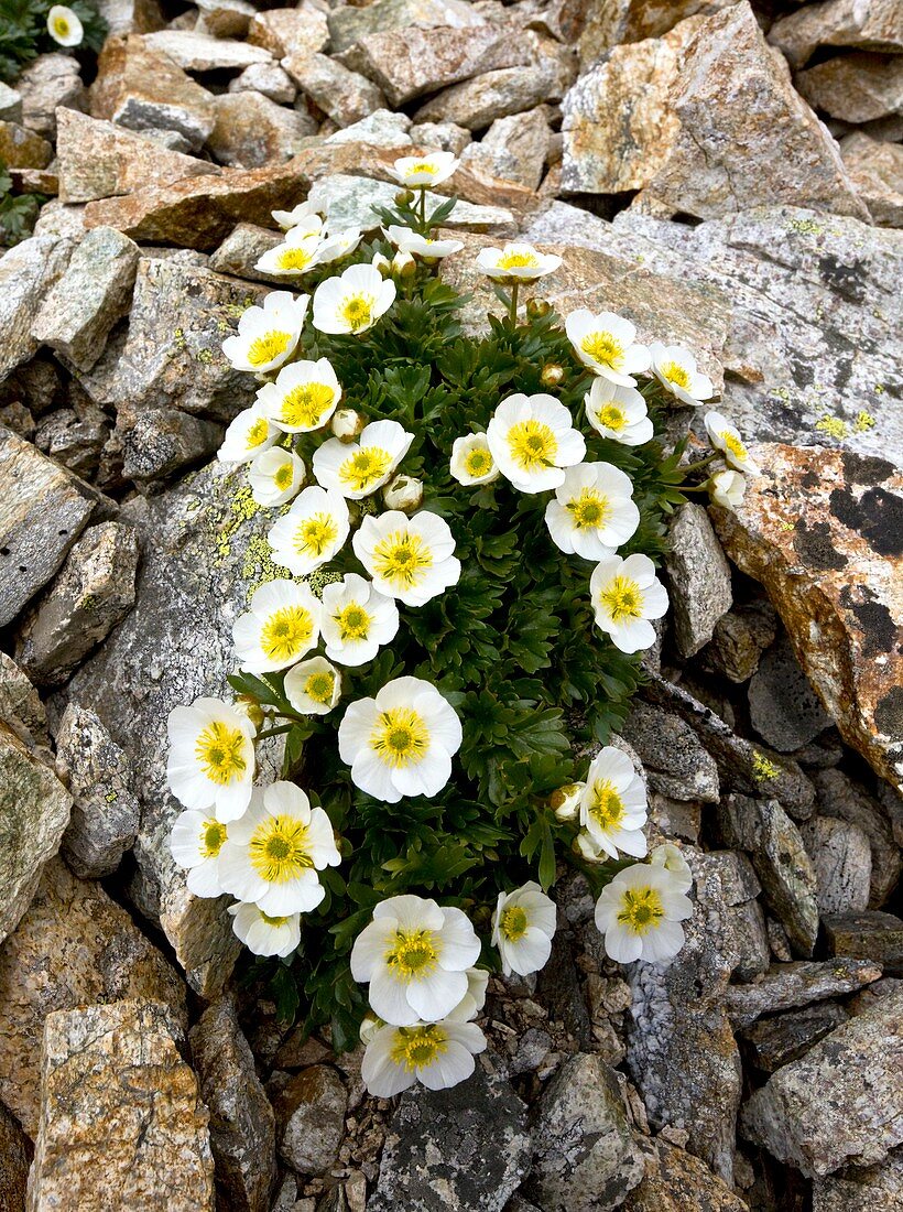 Glacier Crowfoot (Ranunculus glacialis)