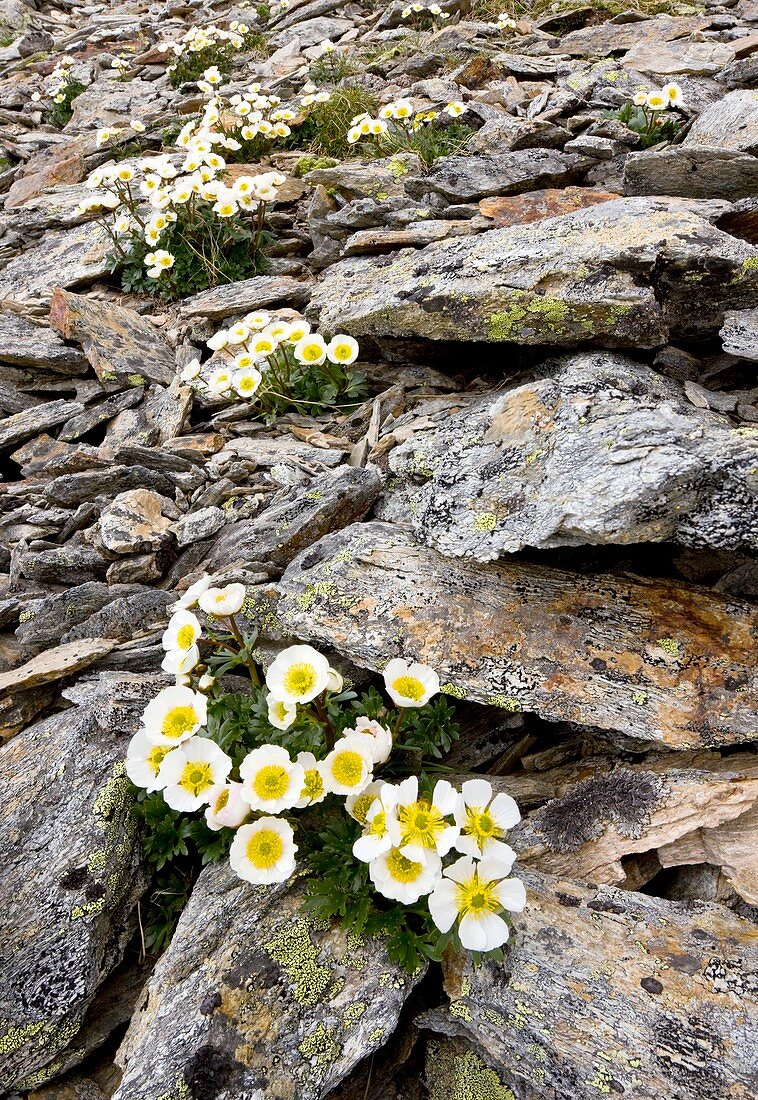 Glacier Crowfoot (Ranunculus glacialis)