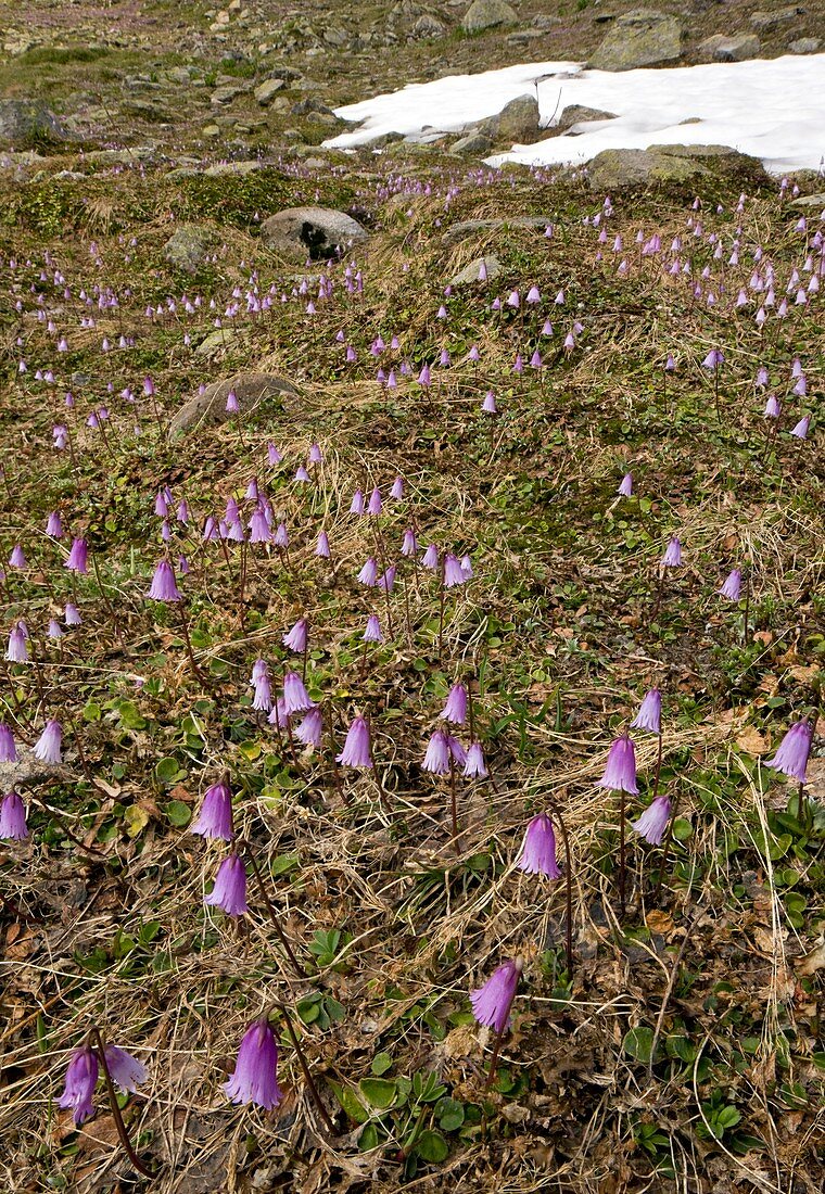 Dwarf Snowbell (Soldanella pusilla)