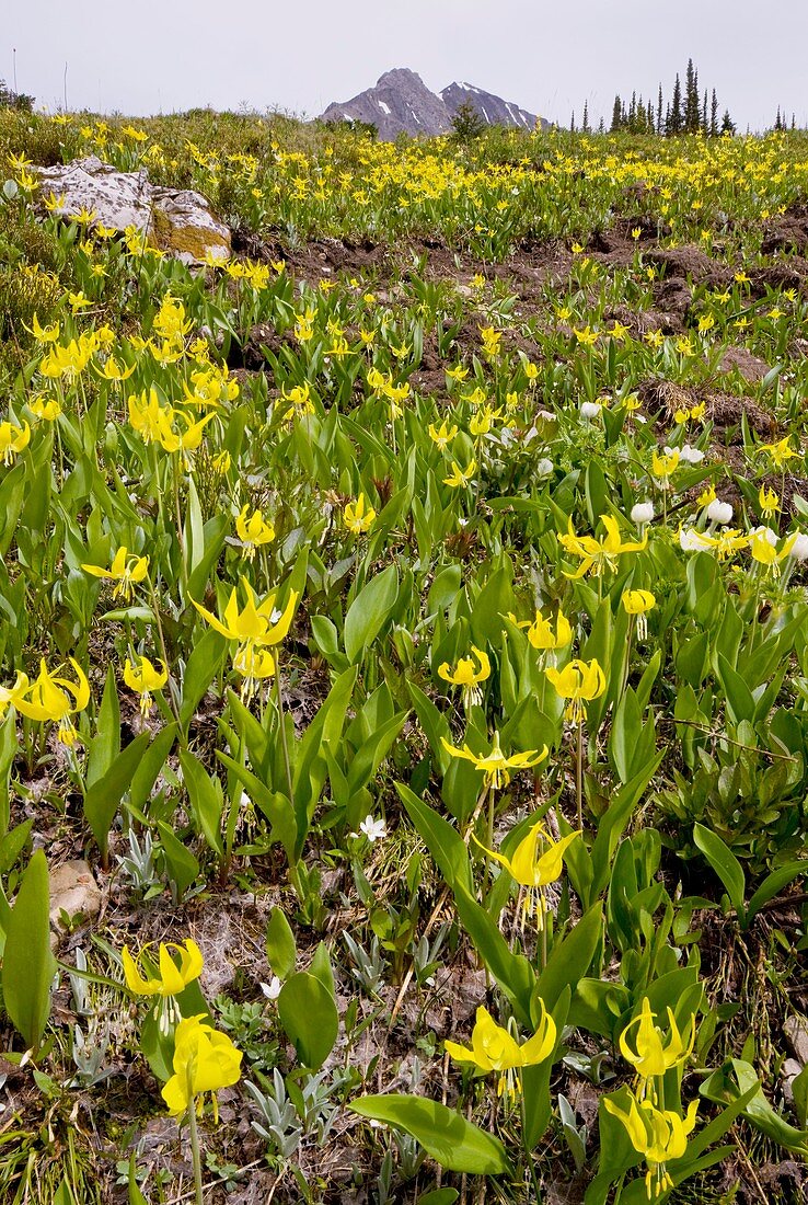 Erythronium grandiflorum