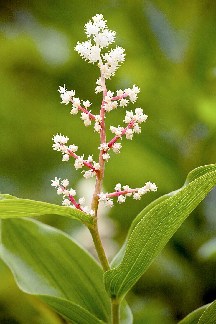 False Solomon's Seal (Smilacina racemosa)