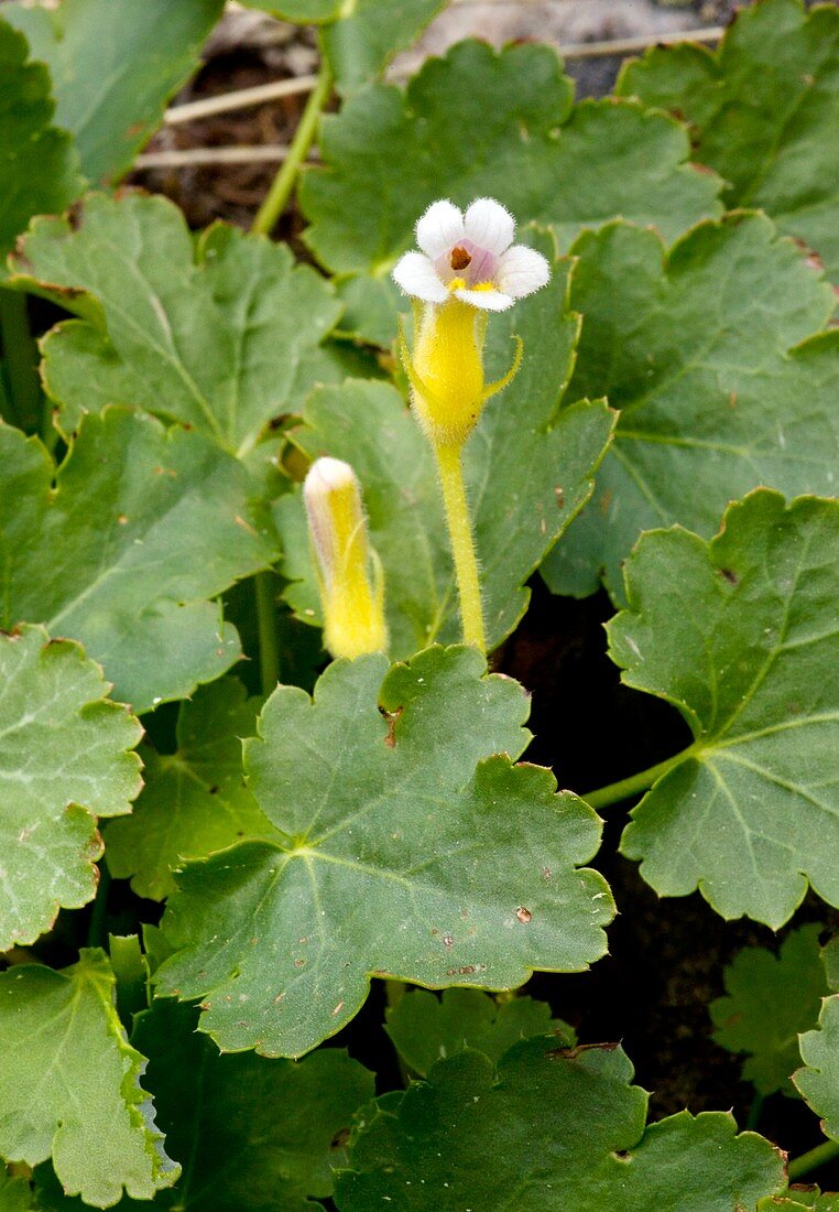 Naked Broomrape (Orobanche uniflora)