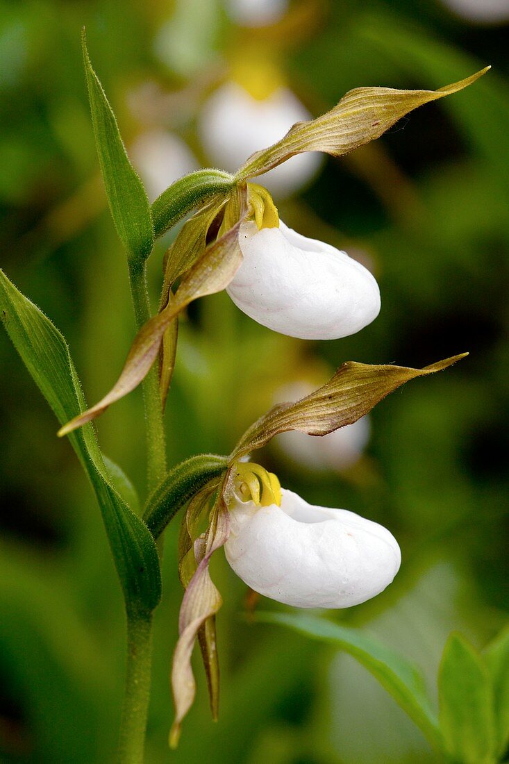 Cypripedium montanum