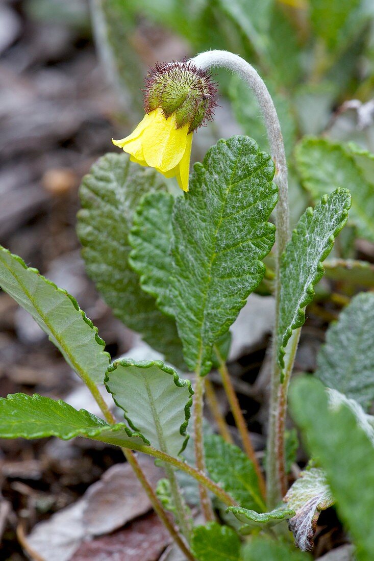 Yellow Mountain-Avens (Dryas drummondii)