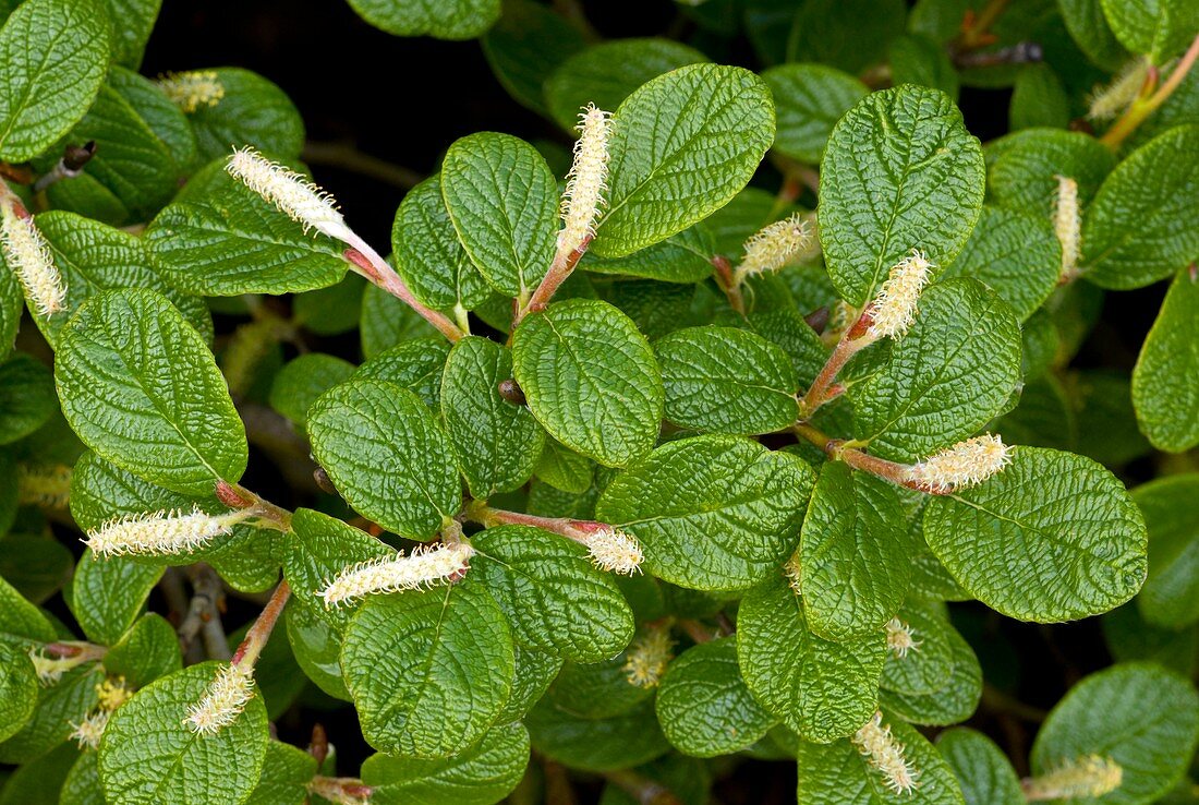 Netted Willow (Salix reticulata)