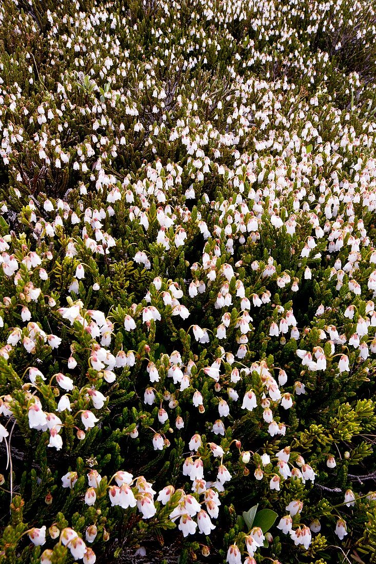 Cassiope mertensiana