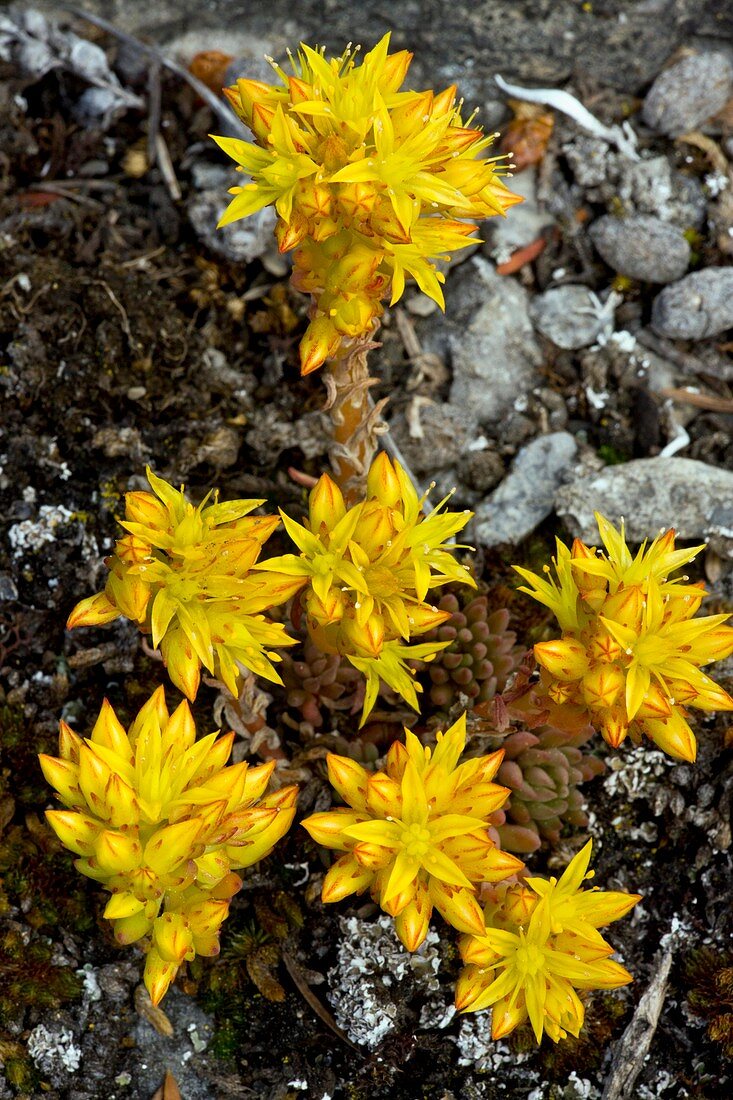 Common Stonecrop (Sedum lanceolatum)