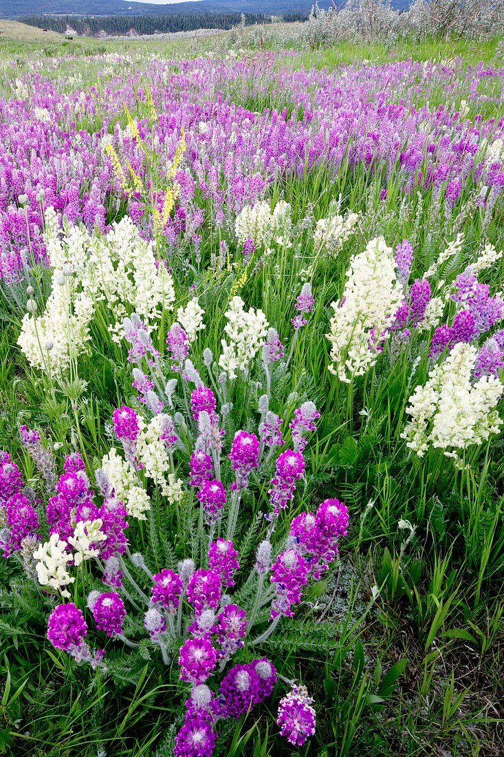 Showy locoweed and Mountain Locoweed