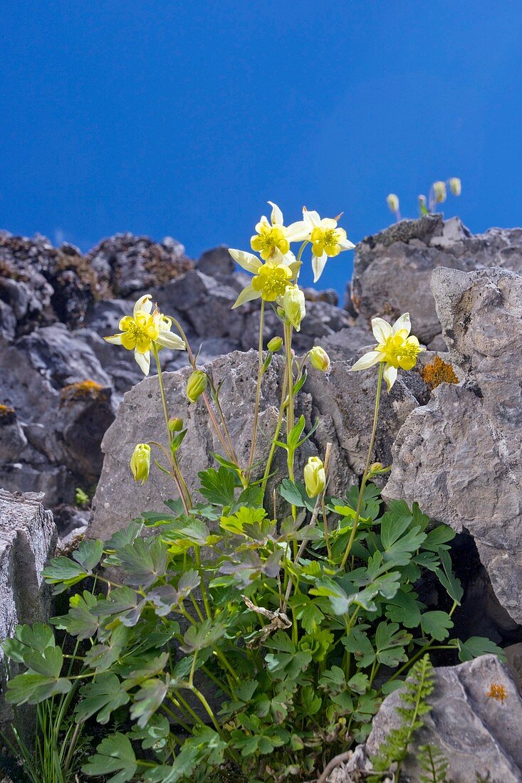 Yellow Columbine (Aquilegia flavescens)