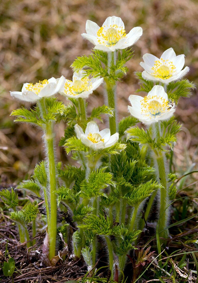 Pulsatilla occidentalis