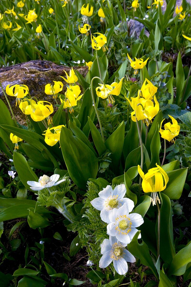 Erythronium grandiflorum