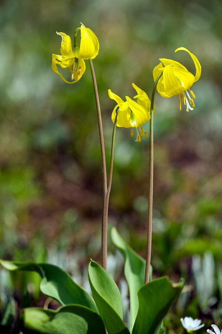 Erythronium grandiflorum