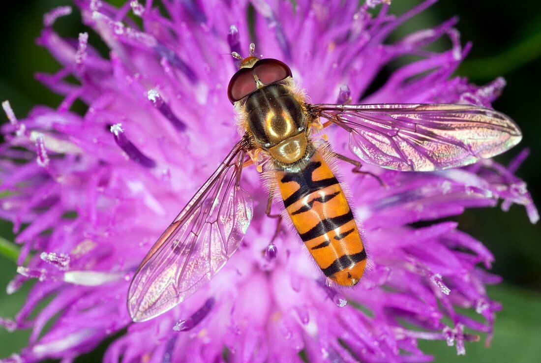 Hoverfly