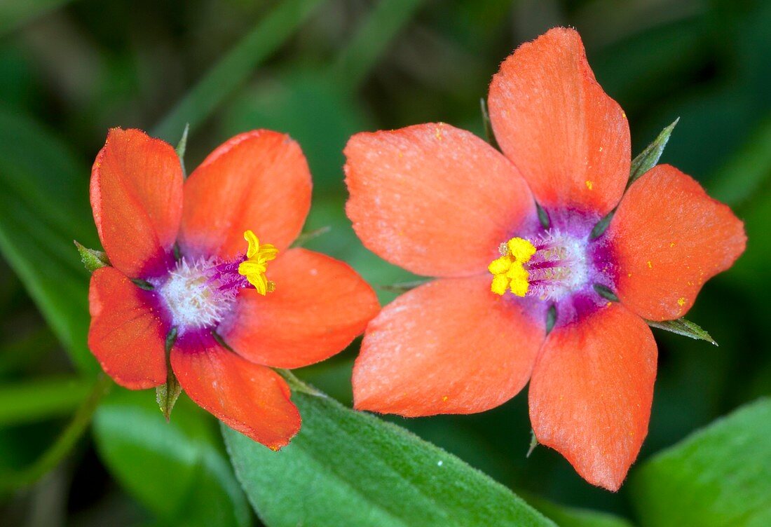 Scarlet Pimpernel (Anagallis arvensis)