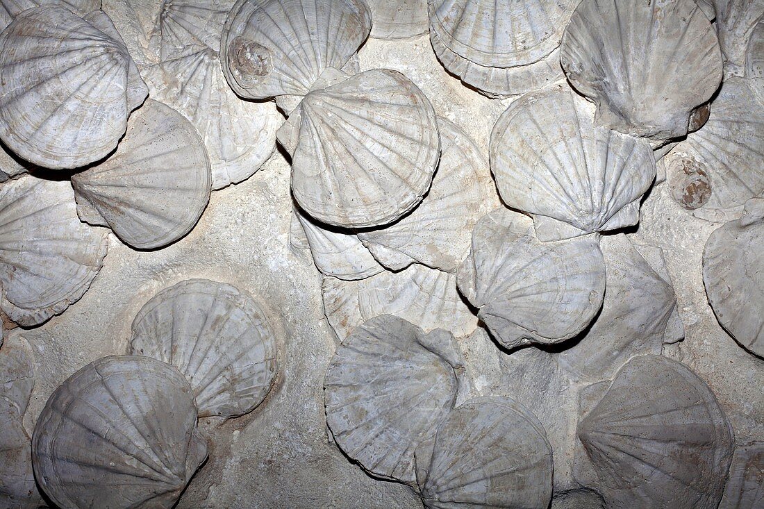 Scallop fossils