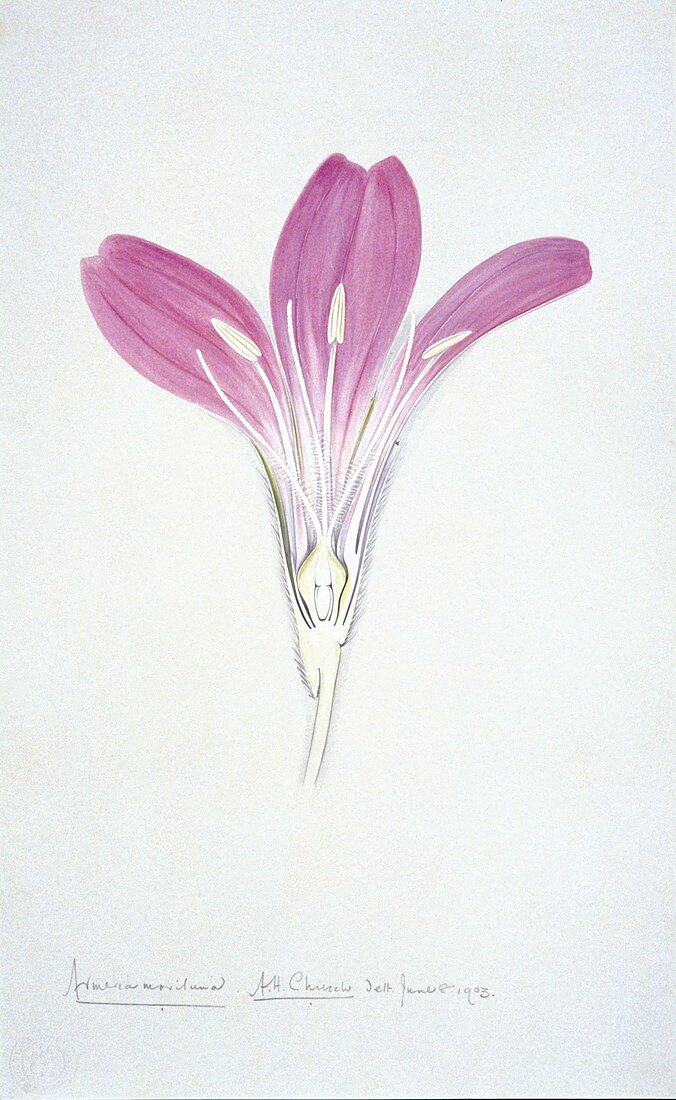 Thrift flower (Armeria maritima),artwork