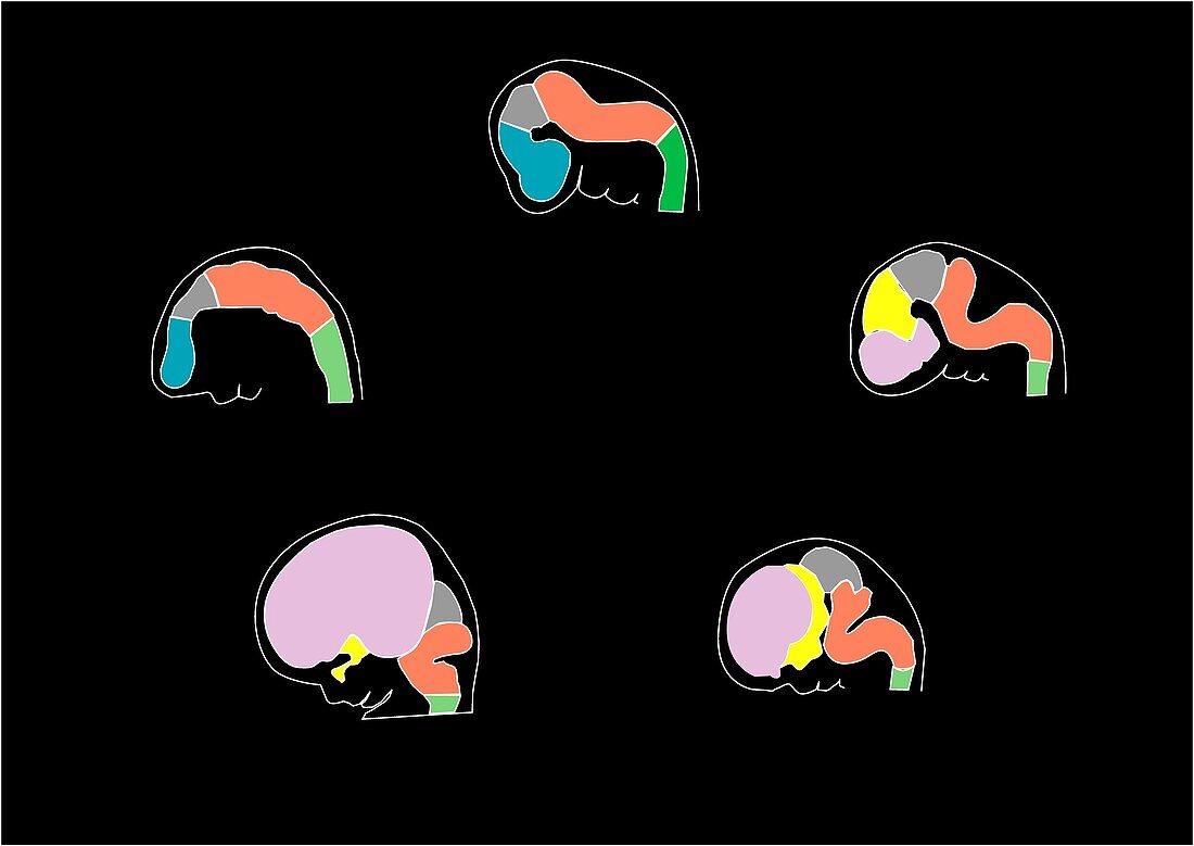 Foetal brain development,artwork