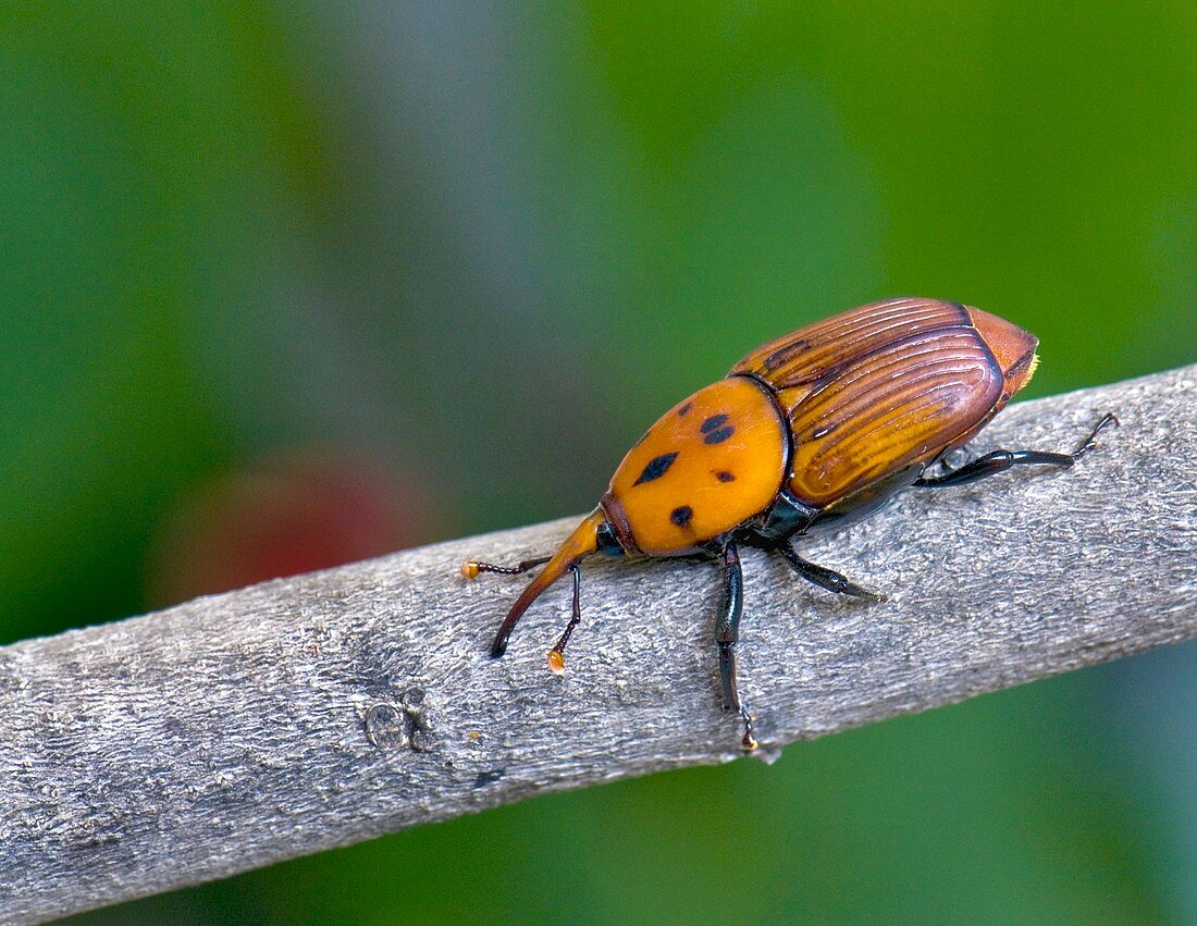 Red palm weevil on a branch