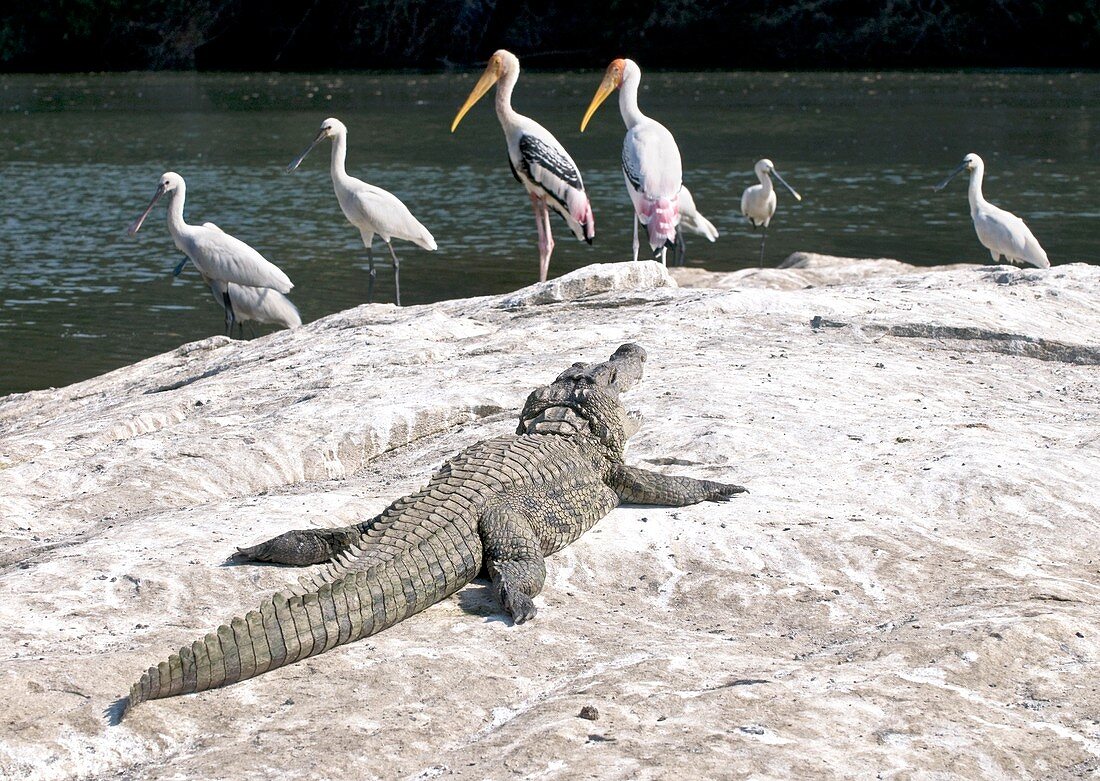Freshwater crocodile basking