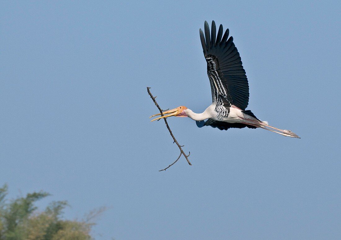 Painted stork in flight