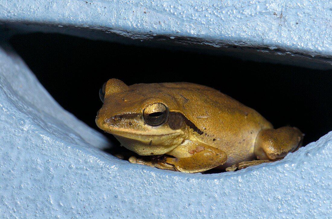 Tree frog hiding