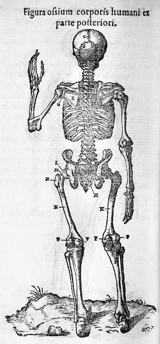 Human skeleton,posterior view