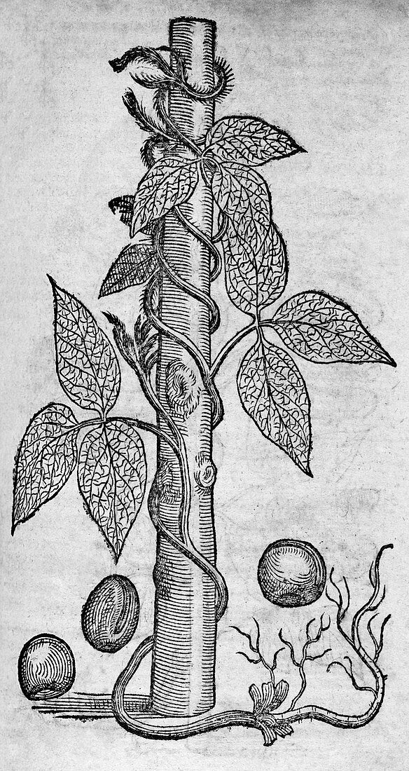 Woodcut of a red kidney bean plant