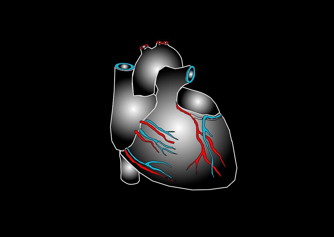 Heart anatomy,artwork