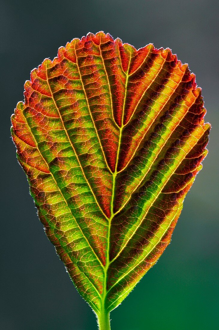 European alder leaf
