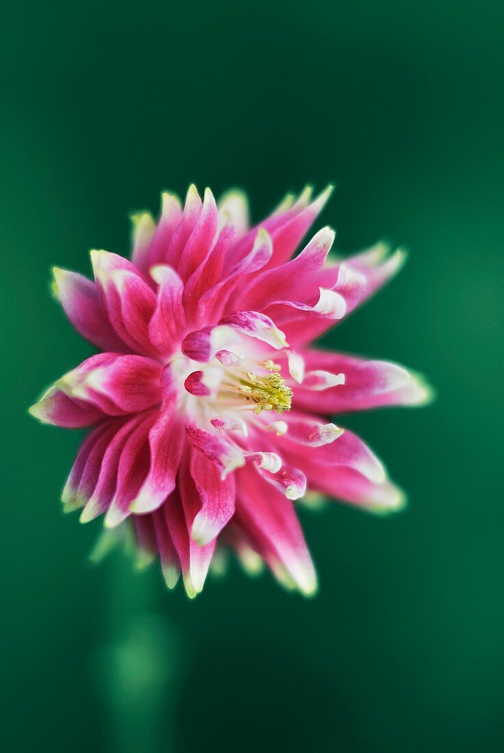Columbine (Aquilegia sp.) flower
