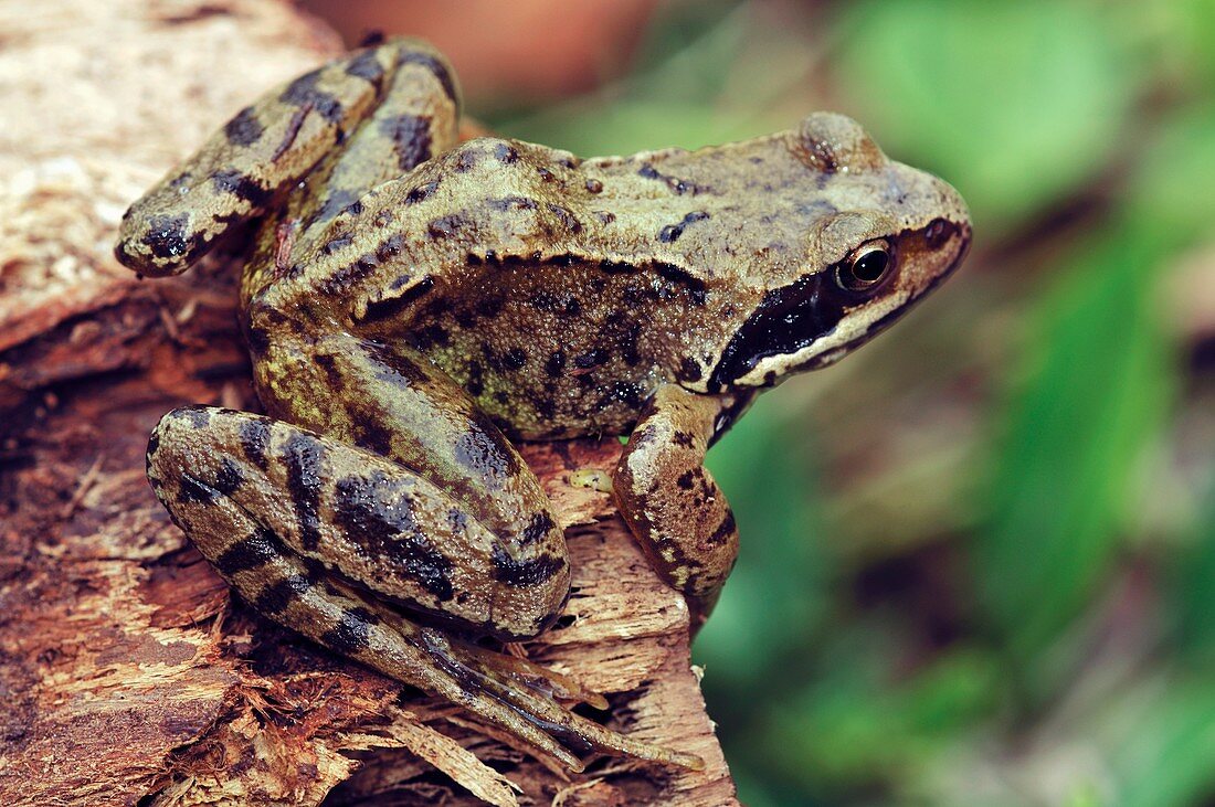 Juvenile common frog
