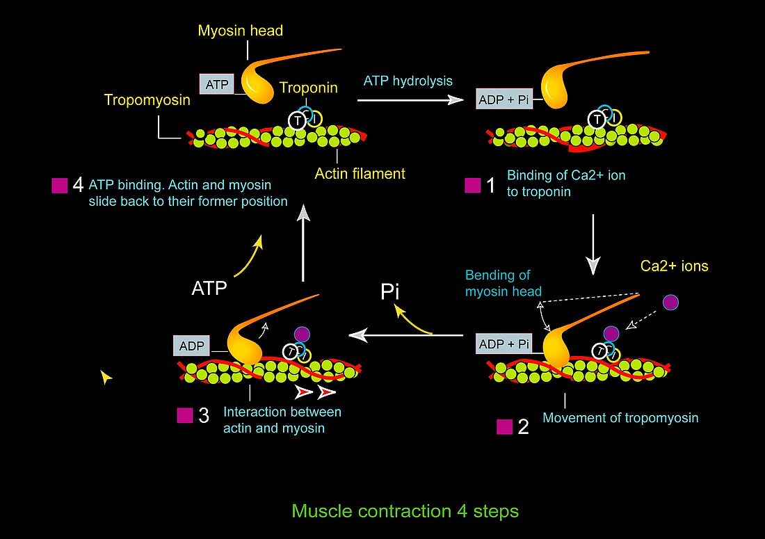 Muscle contraction,artwork