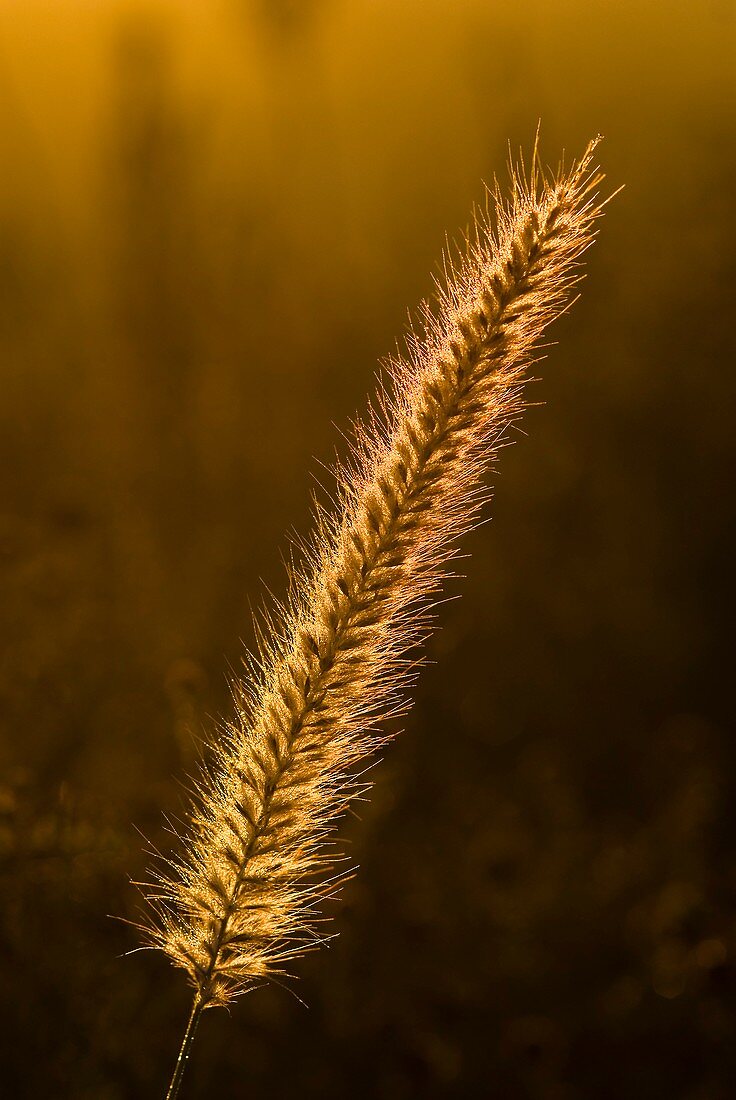 Pennisetum grass seed head