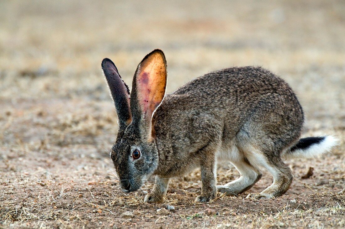Scrub hare