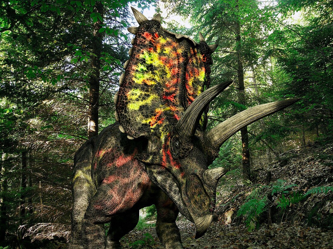 Pentaceratops dinosaur,artwork