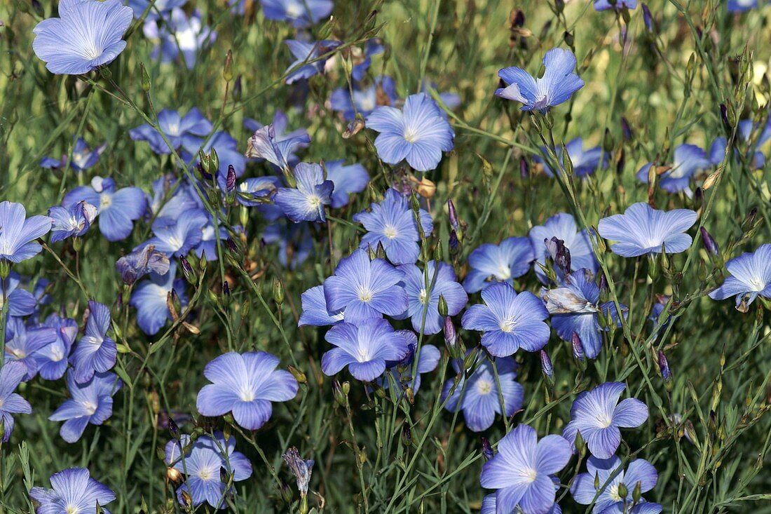 Beautiful Flax (Linum narbonense)