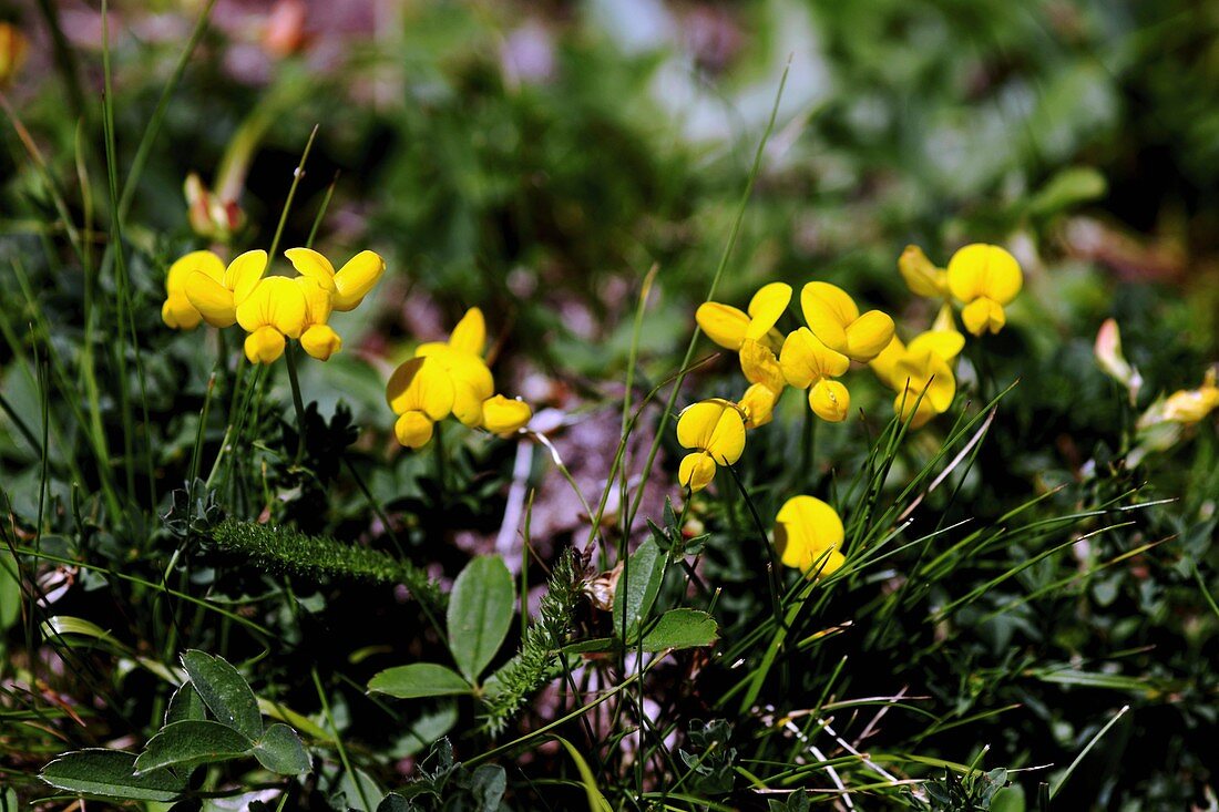 Horseshoe Vetch (Hippocrepis comosa)