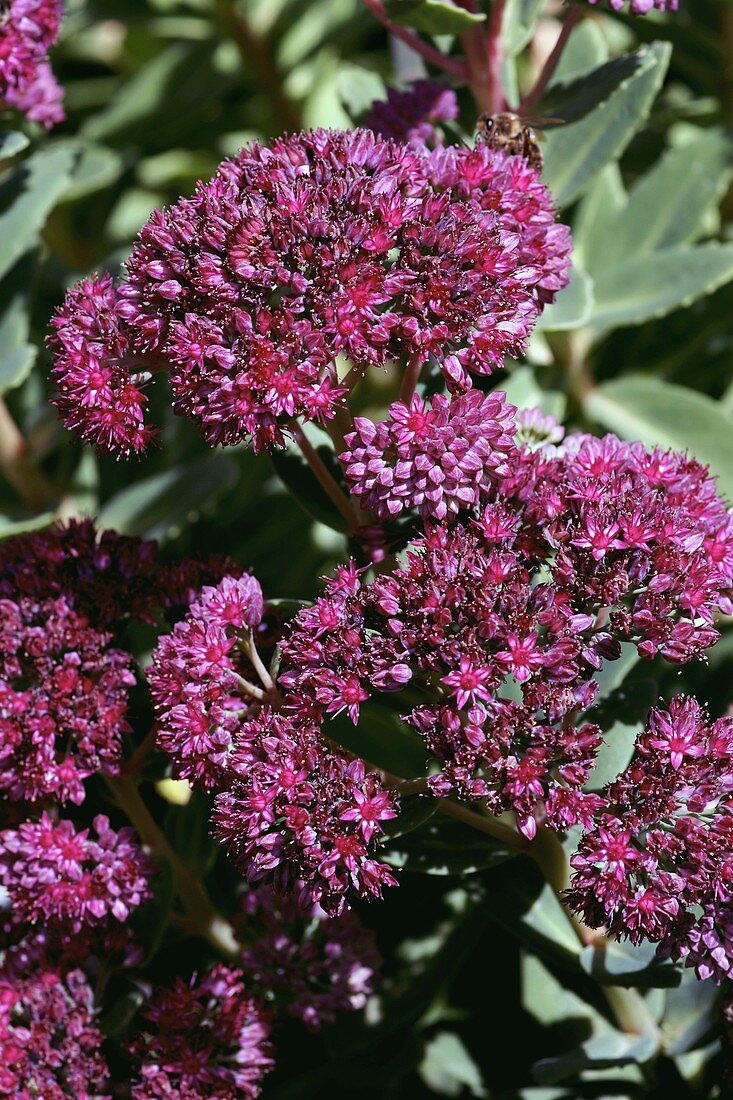 Orpine (Sedum telephium subsp. fabaria)