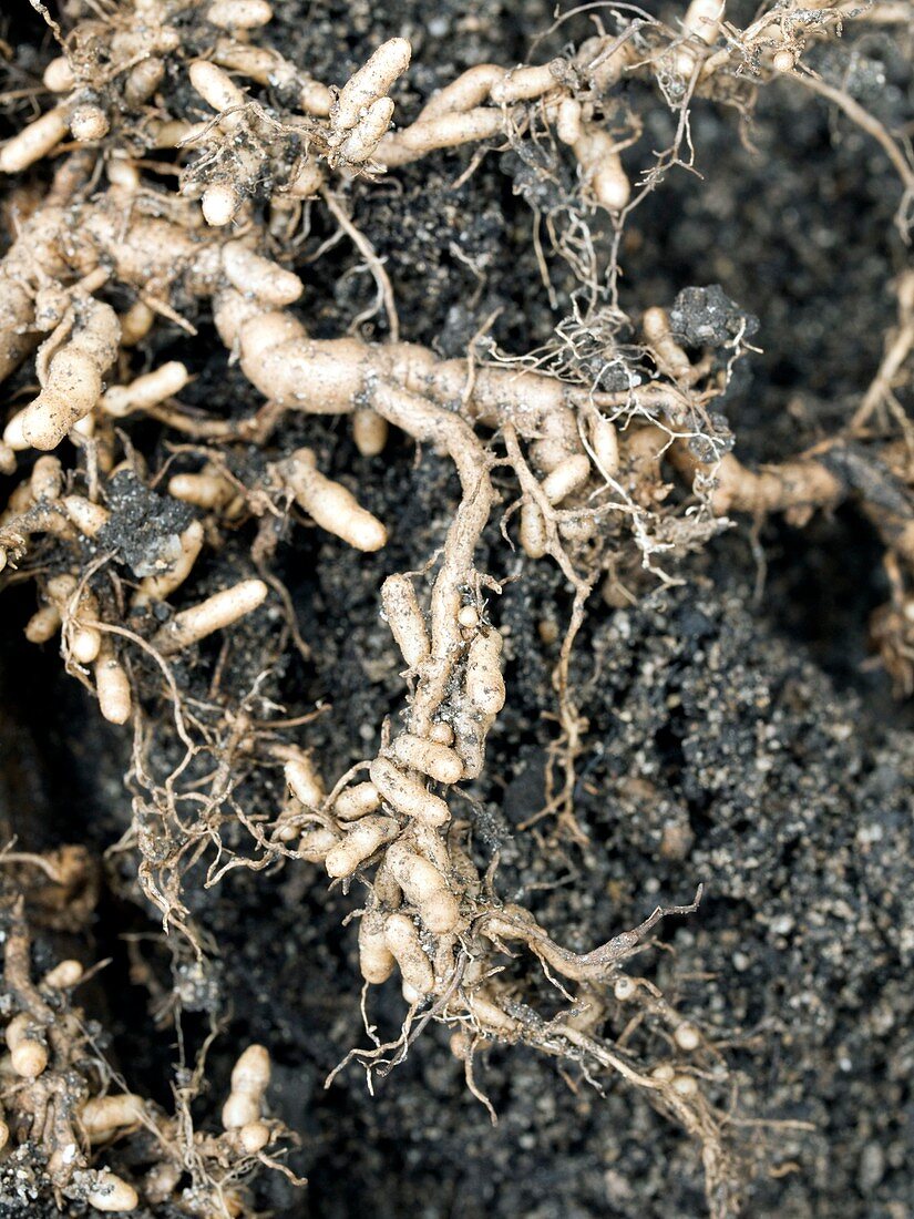Roots and nitrogen-fixing nodules