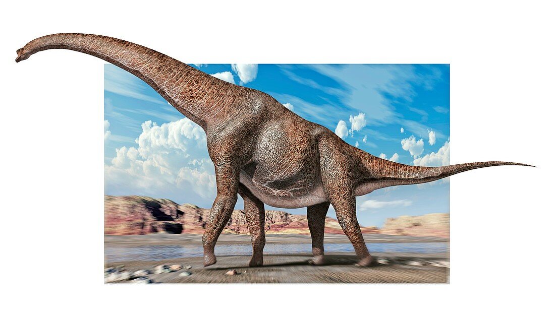 Brachiosaur dinosaur
