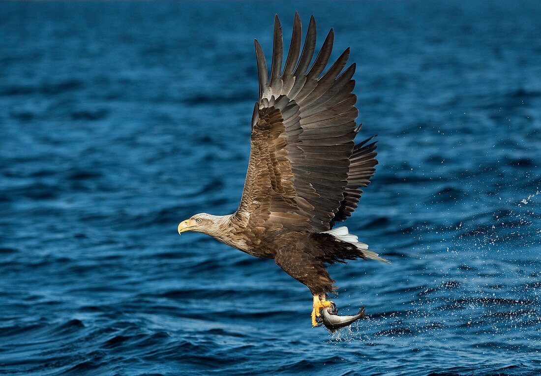 White-tailed eagle hunting