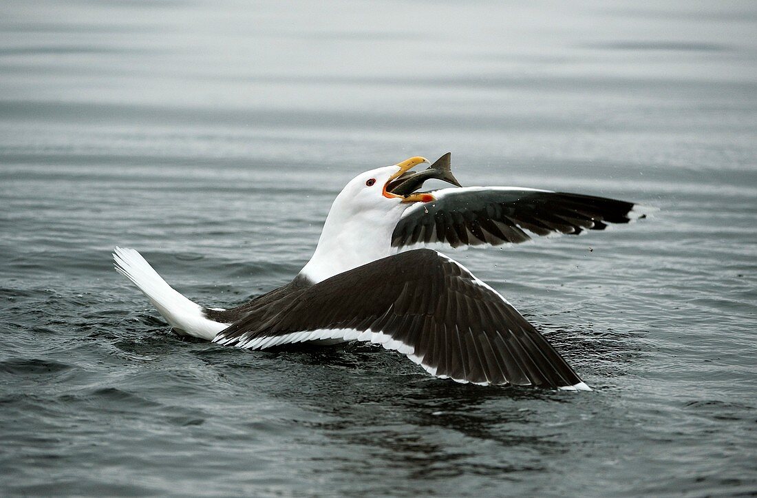 Great black-backed gull with a fish